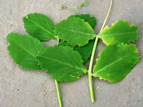 Pea leaf weevil damage
